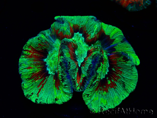 WYSIWYG Trachyphyllia geoffreyi Ultra 16 (Skeleton 6.5 cm)