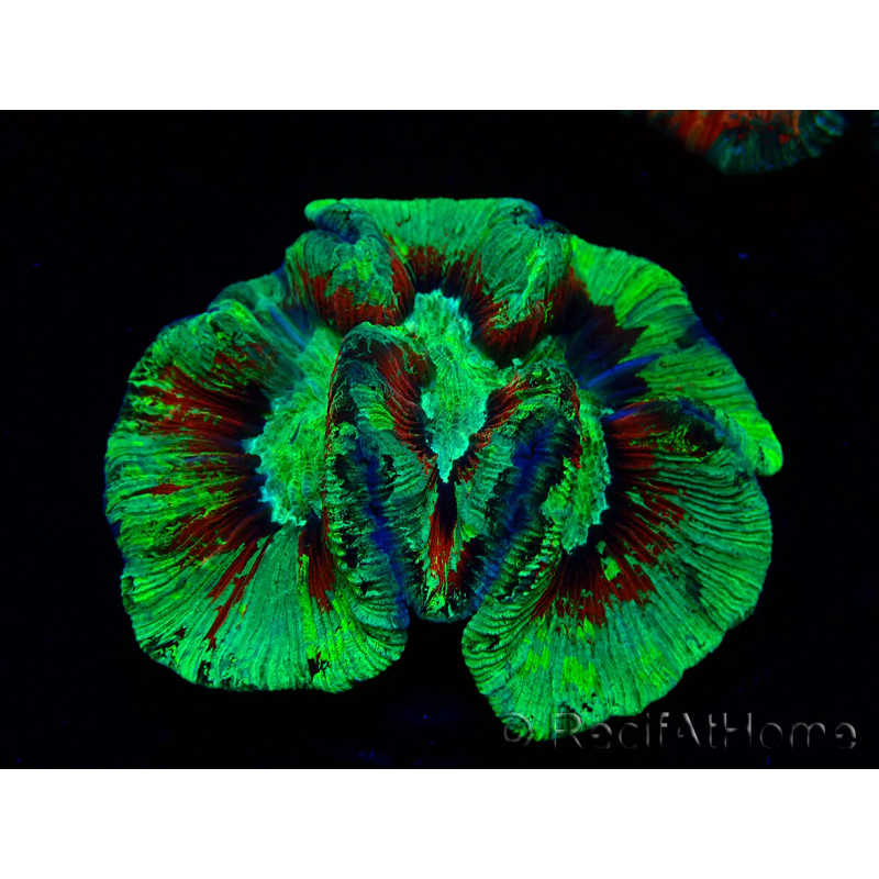 WYSIWYG Trachyphyllia geoffreyi Ultra 16 (Skeleton 6.5 cm)