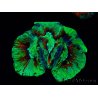 WYSIWYG Trachyphyllia geoffreyi Ultra 16 (Skeleton 6.5 cm)