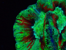 WYSIWYG Trachyphyllia geoffreyi Ultra 16 (Skeleton 6.5 cm)