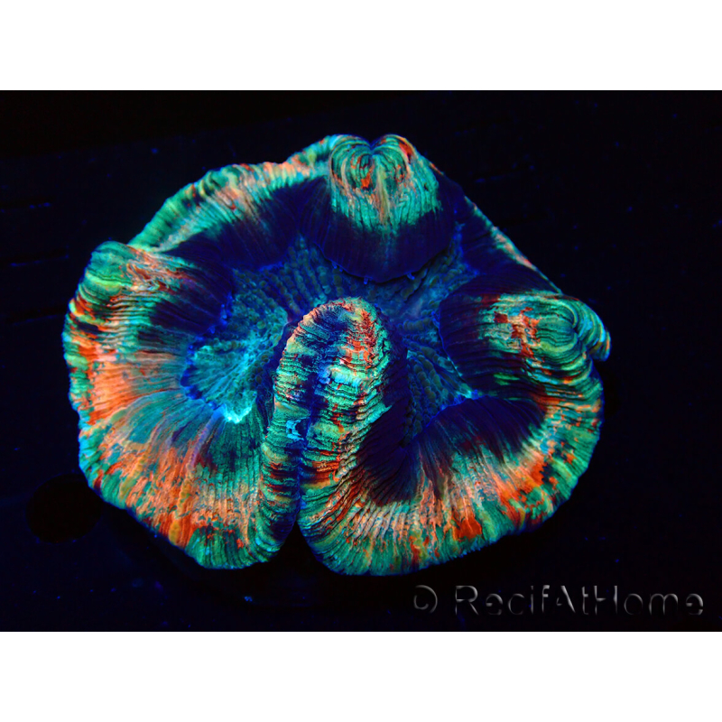 WYSIWYG Trachyphyllia geoffroyi A4 (4 cm)