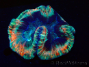 WYSIWYG Trachyphyllia geoffroyi A4 (4 cm) 