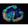 WYSIWYG Trachyphyllia geoffroyi A4 (4 cm)