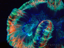 WYSIWYG Trachyphyllia geoffroyi A4 (4 cm) 