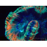 WYSIWYG Trachyphyllia geoffroyi A4 (4 cm)