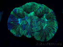 WYSIWYG Trachyphyllia geoffreyi Ultra 1 (Skeleton 4 cm)