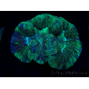 WYSIWYG Trachyphyllia geoffreyi Ultra 1 (Skeleton 4 cm)