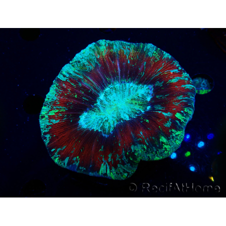 WYSIWYG Trachyphyllia geoffreyi Ultra 2 (Skeleton 10 cm)