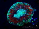 WYSIWYG Trachyphyllia geoffreyi Ultra 2 (Skeleton 10 cm)