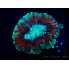 WYSIWYG Trachyphyllia geoffreyi Ultra 2 (Skeleton 7 cm)