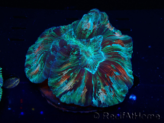 WYSIWYG - Trachyphyllia geoffroyi Ultra 3 (Skeleton 5 cm/Open 6 cm)