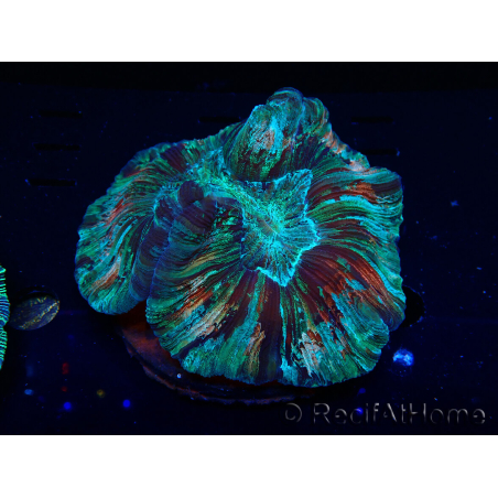 WYSIWYG - Trachyphyllia geoffroyi Ultra 3 (Scheletro 9 cm/Aperto 13 cm)