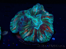 WYSIWYG - Trachyphyllia geoffroyi Ultra 3 (Skeleton 9 cm/Open 13 cm)