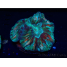 WYSIWYG - Trachyphyllia geoffroyi Ultra 3 (Skeleton 5 cm/Open 6 cm)