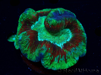 WYSIWYG Trachyphyllia geoffroyi Ultra 23 (Skeleton 7 cm)