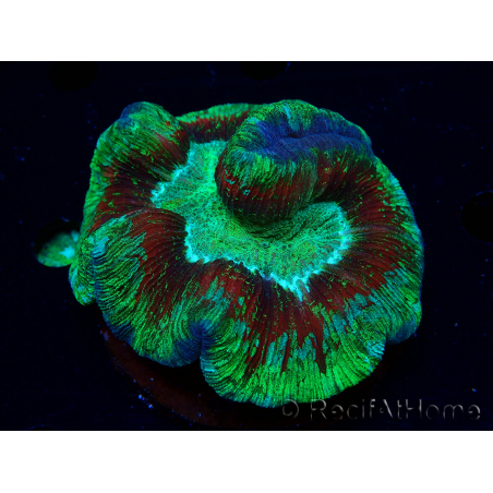 WYSIWYG Trachyphyllia geoffroyi Ultra 23 (Skeleton 7 cm)