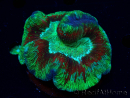 WYSIWYG Trachyphyllia geoffroyi Ultra 4 (Skeleton 7 cm)