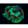 WYSIWYG Trachyphyllia geoffroyi Ultra 23 (Skeleton 7 cm)