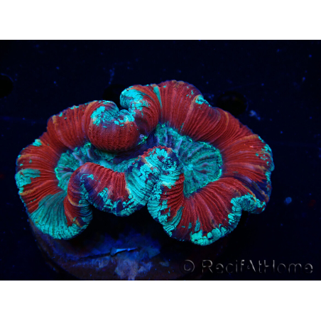 WYSIWYG Trachyphyllia geoffroyi Ultra 25 (Skeleton 6 cm)