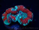 WYSIWYG Trachyphyllia geoffroyi Ultra 25 (Skeleton 6 cm)