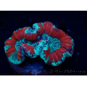 WYSIWYG Trachyphyllia geoffroyi Ultra 25 (Skeleton 6 cm)