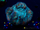 WYSIWYG Trachyphyllia geoffroyi A3 (Scheletro 5 cm/ Aperto 6,5 cm)