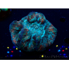 WYSIWYG Trachyphyllia geoffroyi A3 (Skelett 5 cm / Offen 6,5 cm)