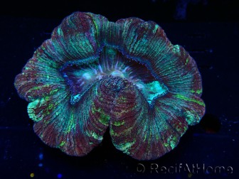 WYSIWYG - Trachyphyllia geoffroyi Ultra 7 (Skeleton 9 cm)