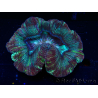 WYSIWYG - Trachyphyllia geoffroyi Ultra 7 (Skeleton 6 cm)