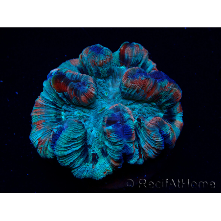 WYSIWYG - Trachyphyllia geoffroyi Ultra 8 (Skeleton 9 cm)