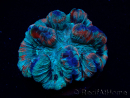 WYSIWYG - Trachyphyllia geoffroyi Ultra 8 (Skeleton 9 cm)