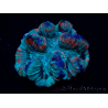 WYSIWYG - Trachyphyllia geoffroyi Ultra 8 (Skeleton 9 cm)