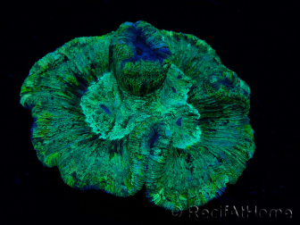 WYSIWYG - Trachyphyllia geoffroyi Ultra 9 (Skeleton 6 cm/Open 9 cm)
