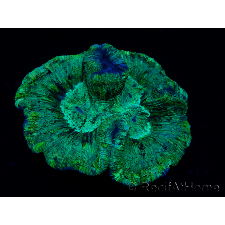 WYSIWYG - Trachyphyllia geoffroyi Ultra 9 (Skeleton 6 cm/Open 9 cm)