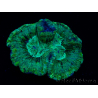 WYSIWYG - Trachyphyllia geoffroyi Ultra 9 (Esqueleto 7 cm/Abierto 12 cm)