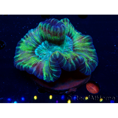 WYSIWYG - Trachyphyllia geoffroyi Ultra 10 (Skeleton 5 cm/Open 6 cm)