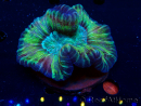 WYSIWYG - Trachyphyllia geoffroyi Ultra 10 (Skeleton 7 cm/Open 12 cm)