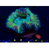 WYSIWYG - Trachyphyllia geoffroyi Ultra 10 (Skeleton 7 cm/Open 12 cm)