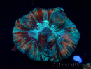WYSIWYG - Trachyphyllia geoffroyi Ultra 11 (Skeleton 6 cm/Open 10 cm)