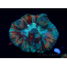 WYSIWYG - Trachyphyllia geoffroyi Ultra 11 (Skeleton 6 cm/Open 10 cm)
