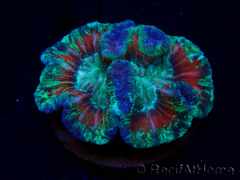 WYSIWYG - Trachyphyllia geoffroyi Ultra 12 (Skeleton 9.5 cm)