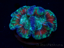 WYSIWYG - Trachyphyllia geoffroyi Ultra 12 (Skeleton 9.5 cm)