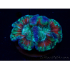 WYSIWYG - Trachyphyllia geoffroyi Ultra 12 (Skeleton 9.5 cm)