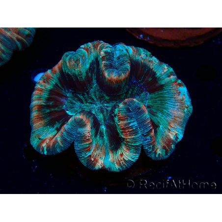 WYSIWYG - Trachyphyllia geoffroyi Ultra 13 (Skeleton 9 cm)