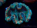 WYSIWYG - Trachyphyllia geoffroyi Ultra 13 (Skeleton 9 cm)