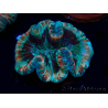 WYSIWYG - Trachyphyllia geoffroyi Ultra 13 (Skeleton 9 cm)