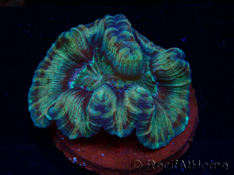 WYSIWYG - Trachyphyllia geoffroyi Ultra 14 (Skeleton 10 cm)