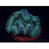 WYSIWYG - Trachyphyllia geoffroyi Ultra 14 (Skeleton 10 cm)