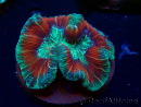 WYSIWYG - Trachyphyllia geoffroyi Ultra 15 (Skeleton 8 cm)