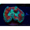 WYSIWYG - Trachyphyllia geoffroyi Ultra 15 (Skeleton 8 cm)